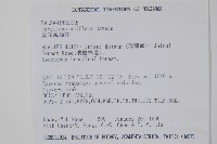 紫花鳳仙花藏品圖，第2張