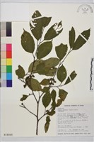 中原氏鼠李藏品圖，第2張