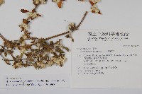 匙葉蓮子草藏品圖，第2張