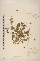 紫背草藏品圖，第1張