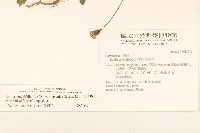 紫背草藏品圖，第2張