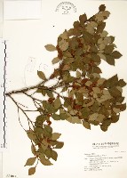 內苳子藏品圖，第1張