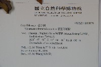 珊瑚樹藏品圖，第2張