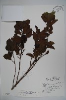 鐵冬青藏品圖，第1張