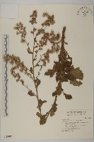 裂葉艾納香藏品圖，第1張