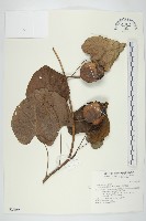 大萼旋花藏品圖，第1張