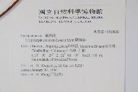 隱鱗藤藏品圖，第2張