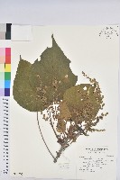 血桐藏品圖，第1張