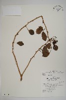 三葉五加藏品圖，第1張