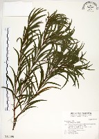 相思樹藏品圖，第1張