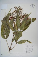 冇骨消藏品圖，第1張