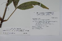 冇骨消藏品圖，第2張