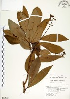 大葉楠藏品圖，第1張