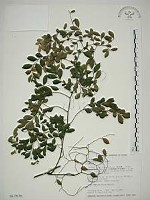 翼核木藏品圖，第1張