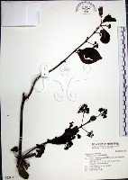 腺果藤、刺藤藏品圖，第1張