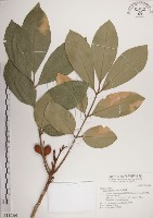 大葉樹蘭藏品圖，第1張