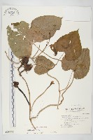 天茄兒藏品圖，第1張