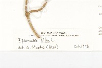 天茄兒藏品圖，第3張