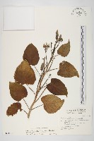 樹牽牛藏品圖，第1張