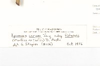 樹牽牛藏品圖，第3張