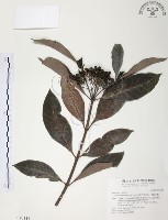 九節木、牛屎烏、青龍吐霧藏品圖，第1張