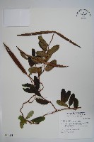 隱鱗藤藏品圖，第1張