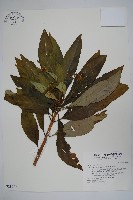 蘿芙木藏品圖，第1張