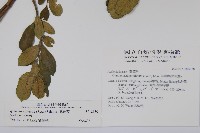 武靴藤藏品圖，第2張