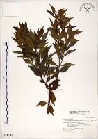 十子木、加入舅藏品圖，第1張