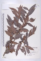 軟毛柿藏品圖，第1張