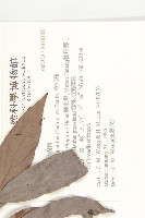 軟毛柿藏品圖，第2張