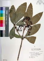 臺灣野牡丹藤藏品圖，第1張