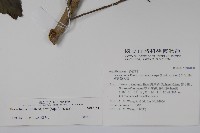鐵冬青藏品圖，第2張