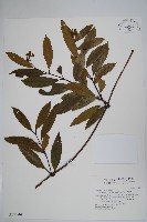 小錦蘭藏品圖，第1張