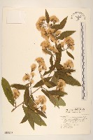 過山龍藏品圖，第1張