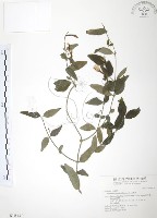 山素英藏品圖，第1張