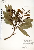 大葉楠藏品圖，第1張