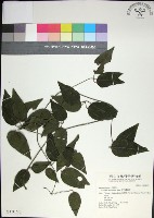 麥氏鐵線蓮藏品圖，第1張