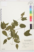 麥氏鐵線蓮藏品圖，第2張