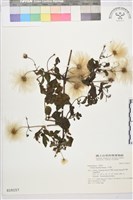 小木通藏品圖，第2張