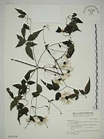 巴氏鐵線蓮藏品圖，第1張