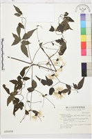 巴氏鐵線蓮藏品圖，第2張