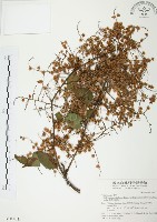 臺灣何首烏藏品圖，第1張