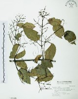 柱果鐵線蓮藏品圖，第1張