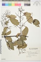 柱果鐵線蓮藏品圖，第2張