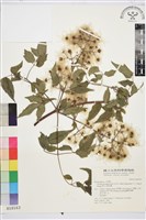 梨山小蓑衣藤藏品圖，第1張
