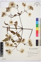 小木通藏品圖，第2張