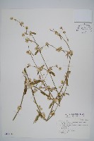 錦繡莧藏品圖，第1張