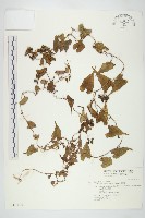 菜欒藤藏品圖，第1張