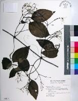 厚葉鐵線蓮藏品圖，第1張